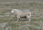 PICTURES/Scotland  Critters/t_DSC00868a.JPG